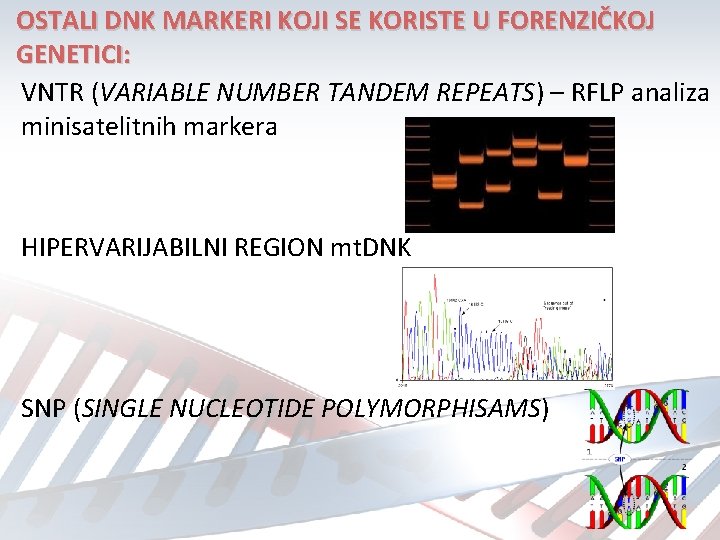 OSTALI DNK MARKERI KOJI SE KORISTE U FORENZIČKOJ GENETICI: VNTR (VARIABLE NUMBER TANDEM REPEATS)