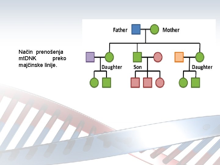 Način prenošenja mt. DNK preko majčinske linije. 