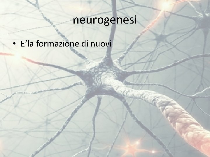 neurogenesi • E’la formazione di nuovi 