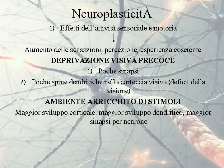 NeuroplasticitÀ 1) Effetti dell’attività sensoriale e motoria Aumento delle sensazioni, percezione, esperienza cosciente DEPRIVAZIONE