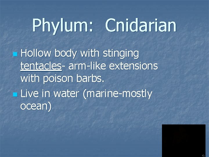 Phylum: Cnidarian Hollow body with stinging tentacles- arm-like extensions with poison barbs. n Live