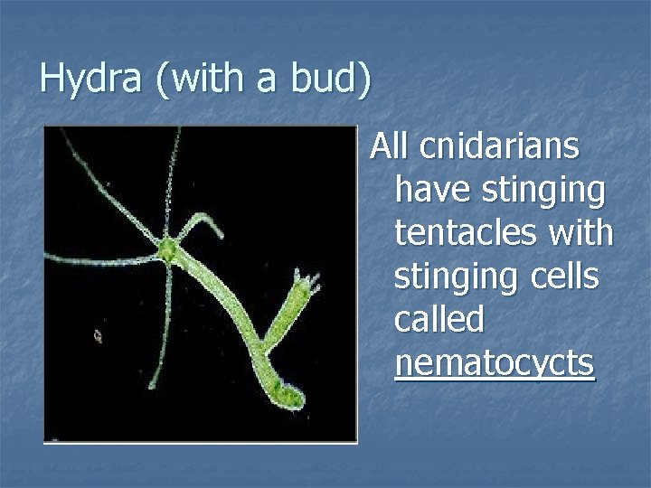 Hydra (with a bud) All cnidarians have stinging tentacles with stinging cells called nematocycts