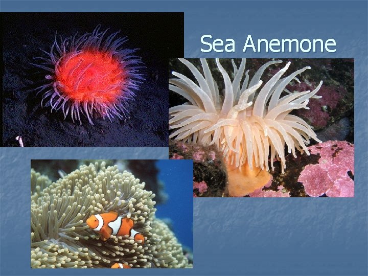 Sea Anemone 