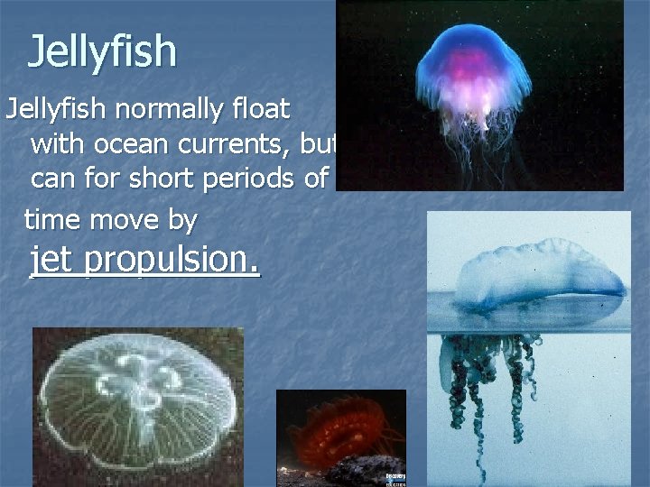 Jellyfish normally float with ocean currents, but can for short periods of time move