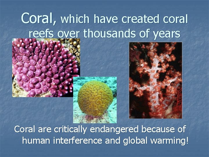 Coral, which have created coral reefs over thousands of years Coral are critically endangered