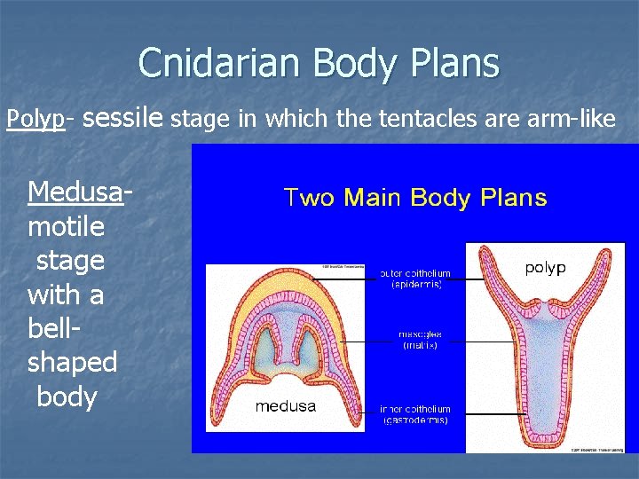 Cnidarian Body Plans Polyp- sessile stage in which the tentacles are arm-like Medusamotile stage