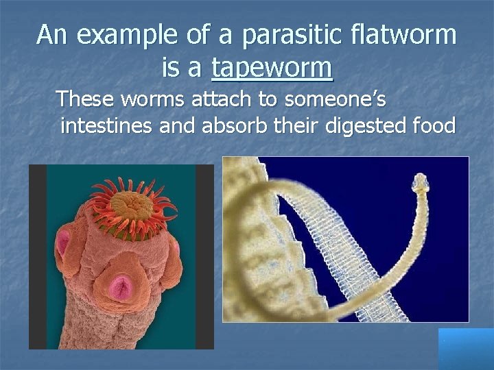 An example of a parasitic flatworm is a tapeworm These worms attach to someone’s