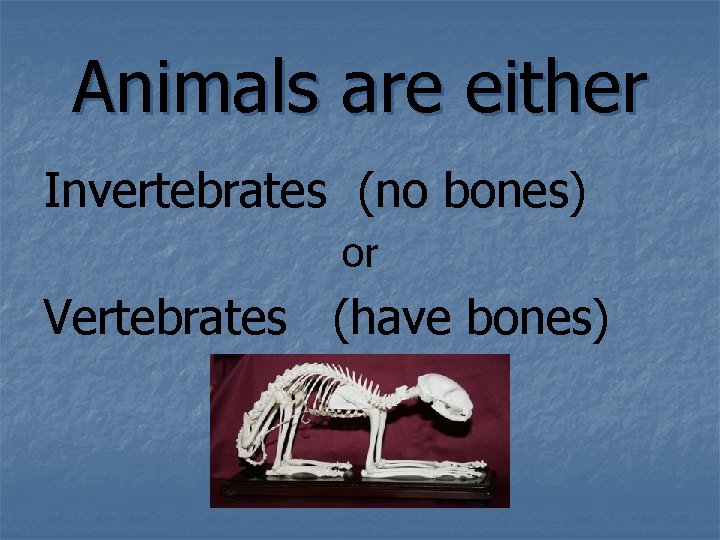 Animals are either Invertebrates (no bones) or Vertebrates (have bones) 