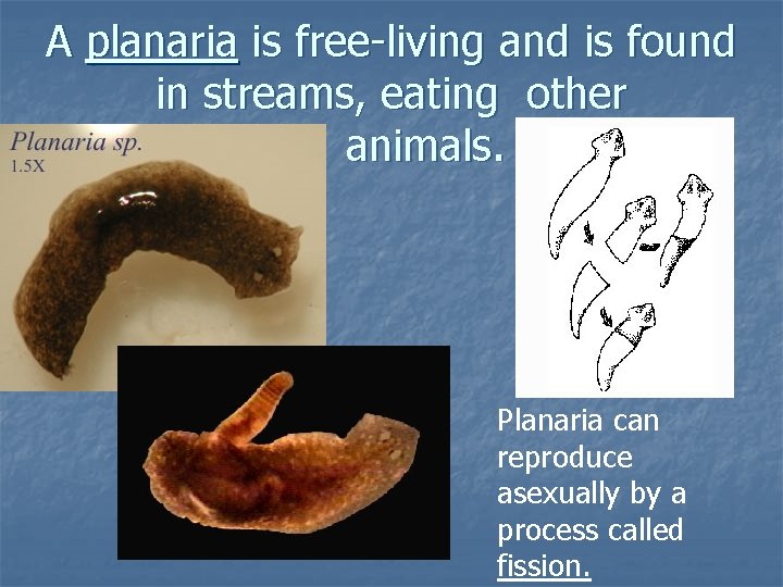 A planaria is free-living and is found in streams, eating other animals. Planaria can