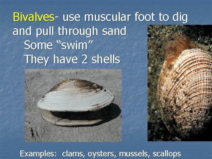 Bivalves- use muscular foot to dig and pull through sand Some “swim” They have