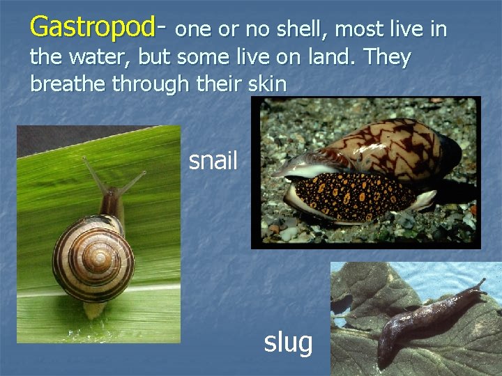 Gastropod- one or no shell, most live in the water, but some live on