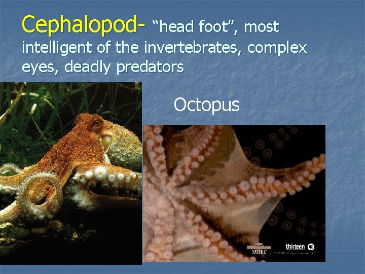 Cephalopod- “head foot”, most intelligent of the invertebrates, complex eyes, deadly predators Octopus 