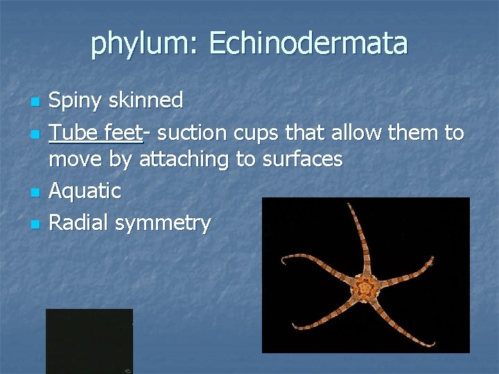 phylum: Echinodermata n n Spiny skinned Tube feet- suction cups that allow them to
