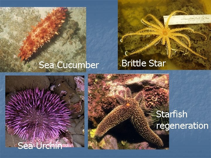 Sea Cucumber Brittle Starfish regeneration Sea Urchin 