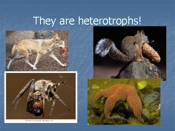 They are heterotrophs! 