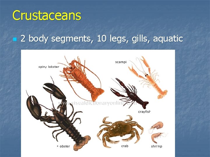 Crustaceans n 2 body segments, 10 legs, gills, aquatic 