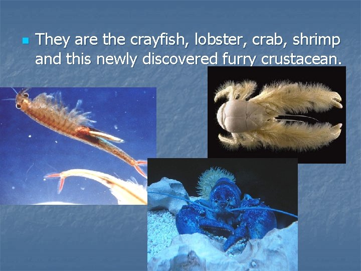 n They are the crayfish, lobster, crab, shrimp and this newly discovered furry crustacean.