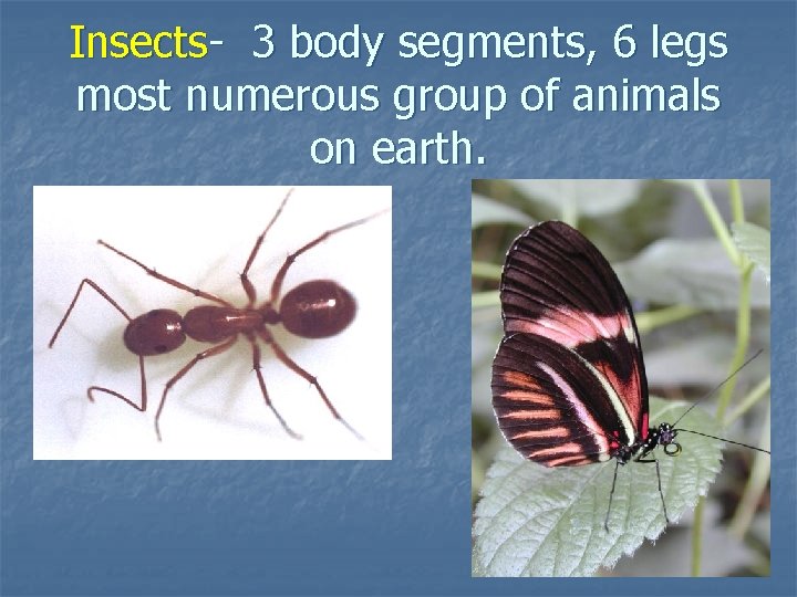 Insects- 3 body segments, 6 legs most numerous group of animals on earth. 