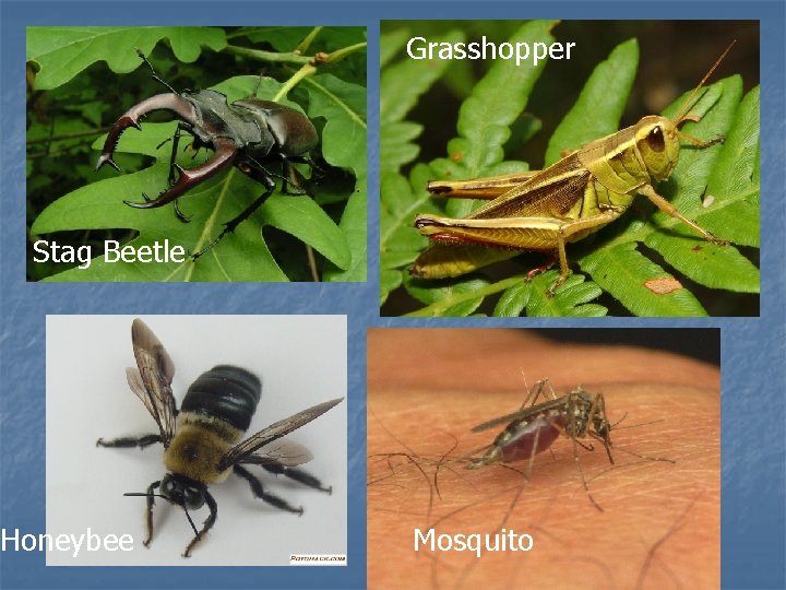 Grasshopper Stag Beetle Honeybee Mosquito 