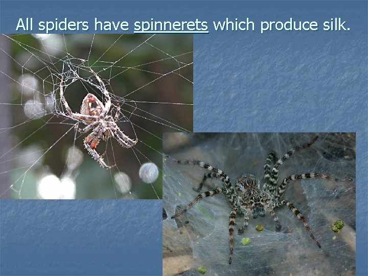 All spiders have spinnerets which produce silk. 