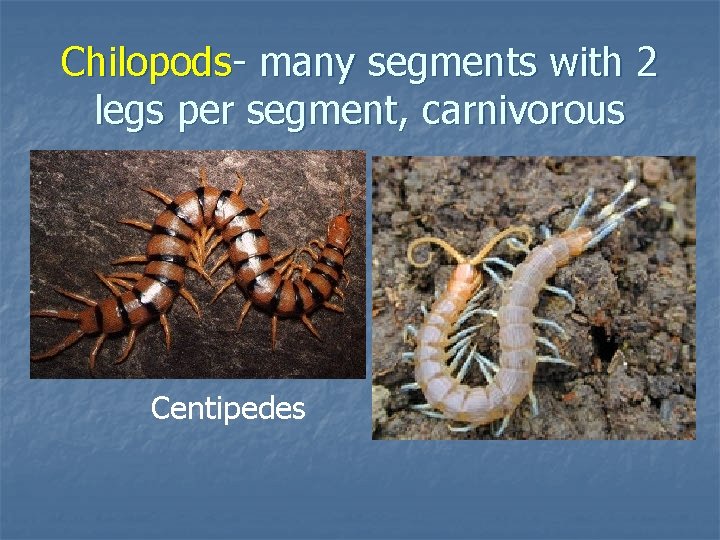 Chilopods- many segments with 2 legs per segment, carnivorous Centipedes 
