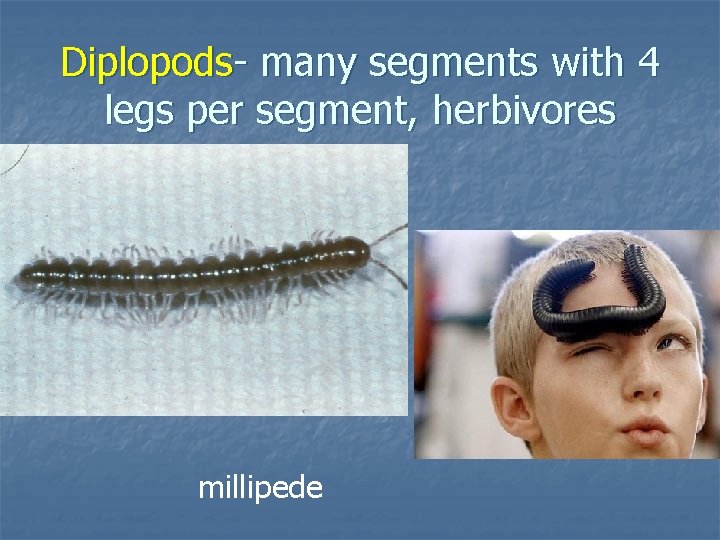 Diplopods- many segments with 4 legs per segment, herbivores millipede 