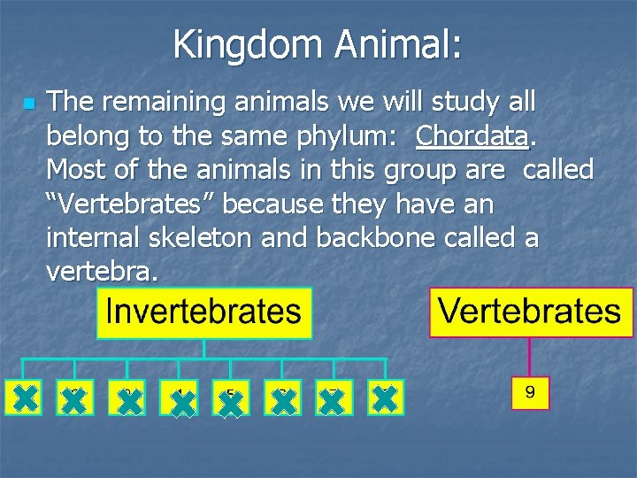 Kingdom Animal: n The remaining animals we will study all belong to the same