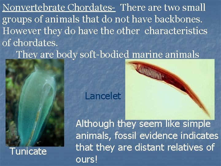 Nonvertebrate Chordates- There are two small groups of animals that do not have backbones.