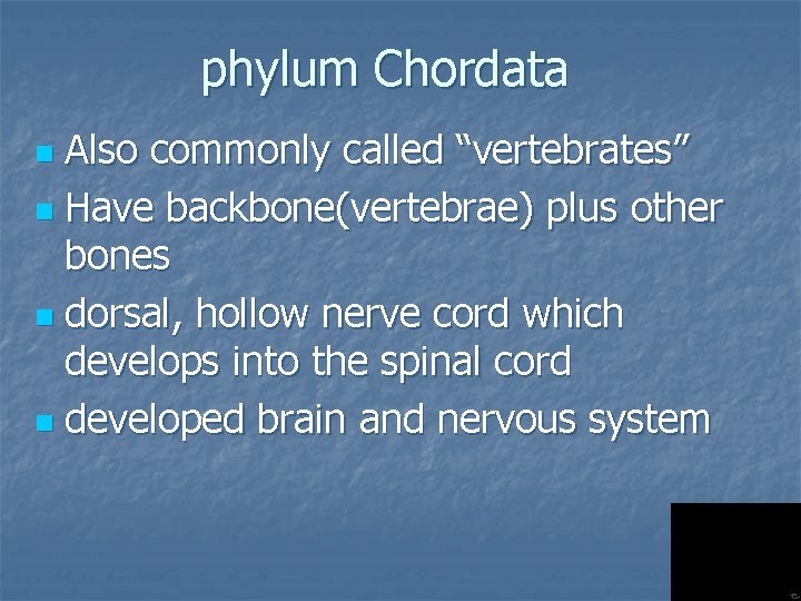 phylum Chordata Also commonly called “vertebrates” n Have backbone(vertebrae) plus other bones n dorsal,