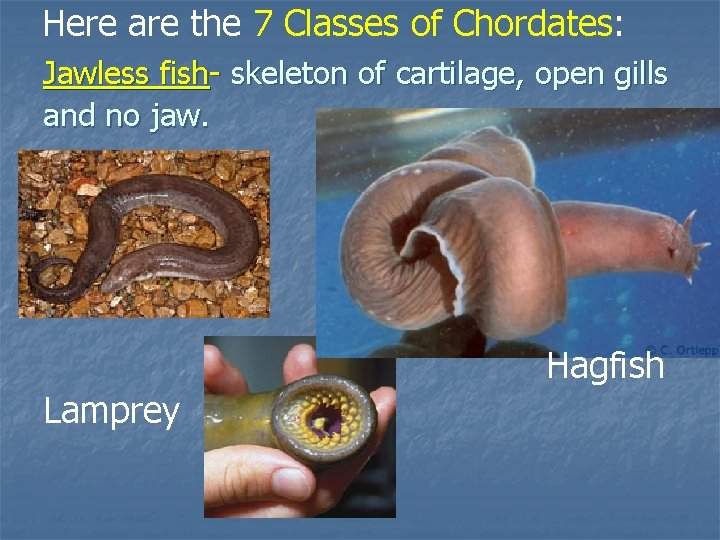 Here are the 7 Classes of Chordates: Jawless fish- skeleton of cartilage, open gills