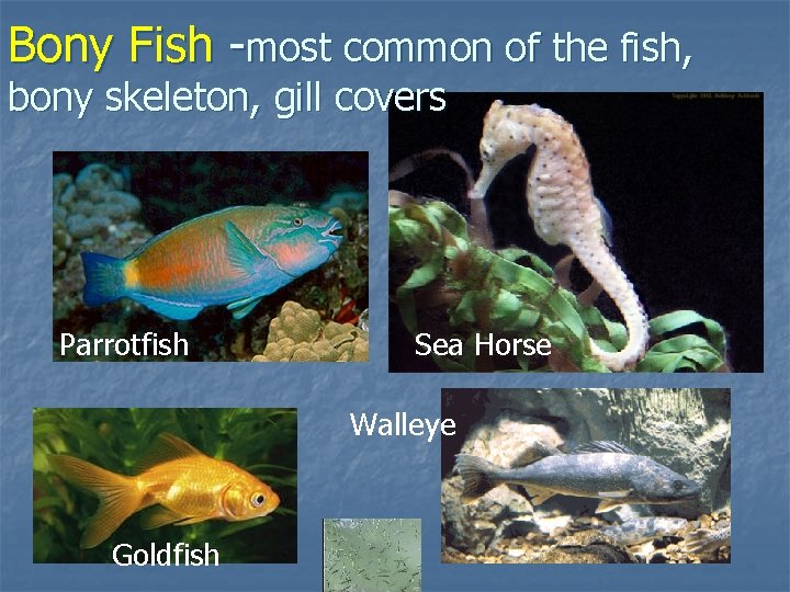 Bony Fish -most common of the fish, bony skeleton, gill covers Parrotfish Sea Horse