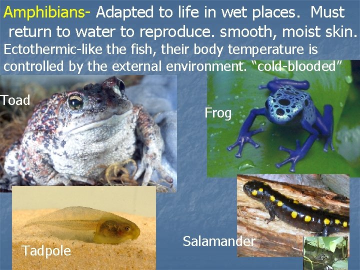 Amphibians- Adapted to life in wet places. Must return to water to reproduce. smooth,