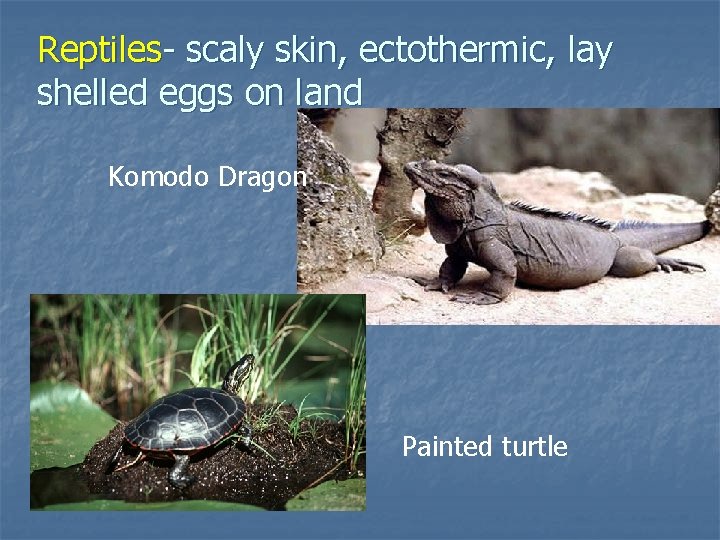 Reptiles- scaly skin, ectothermic, lay shelled eggs on land Komodo Dragon Painted turtle 