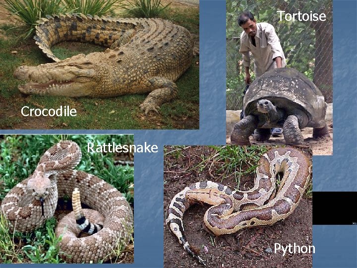 Tortoise Crocodile Rattlesnake Python 