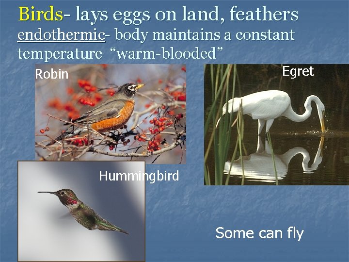 Birds- lays eggs on land, feathers endothermic- body maintains a constant temperature “warm-blooded” Egret