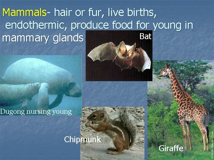 Mammals- hair or fur, live births, endothermic, produce food for young in Bat mammary