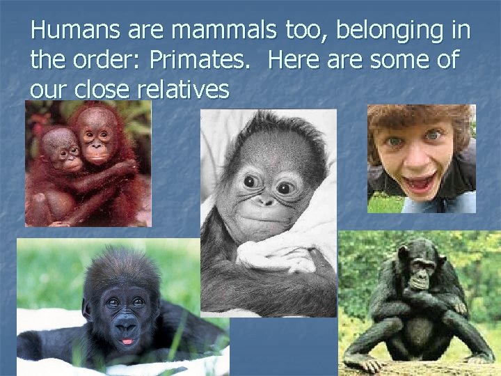 Humans are mammals too, belonging in the order: Primates. Here are some of our