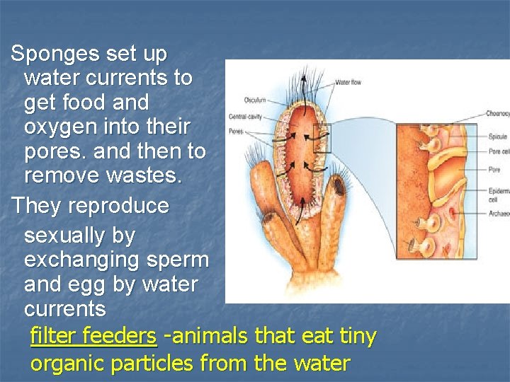 Sponges set up water currents to get food and oxygen into their pores. and