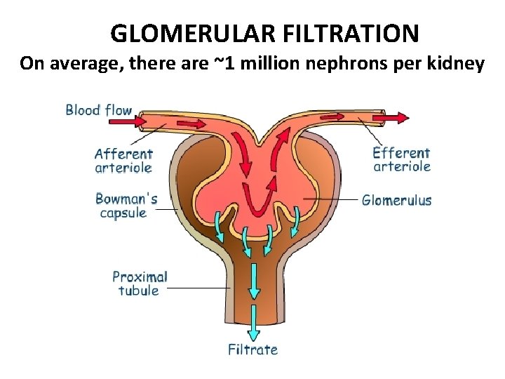 GLOMERULAR FILTRATION On average, there are ~1 million nephrons per kidney 