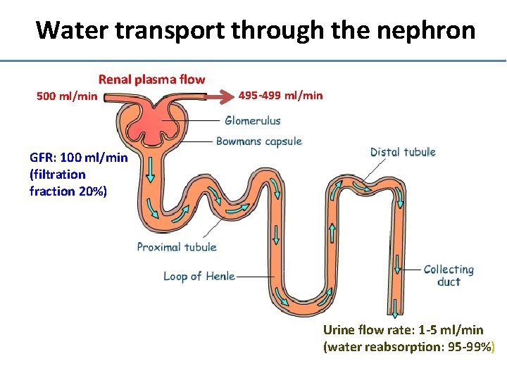 Water transport through the nephron Renal plasma flow 500 ml/min 495 -499 ml/min GFR: