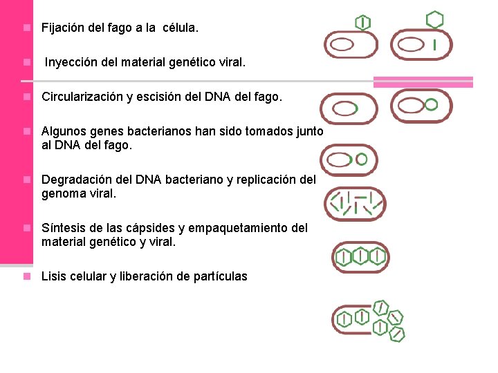 n Fijación del fago a la célula. n Inyección del material genético viral. n