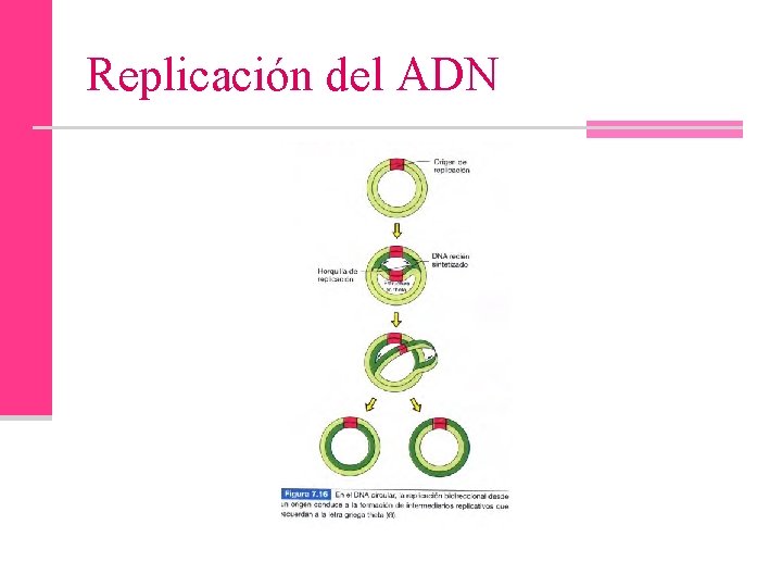 Replicación del ADN 