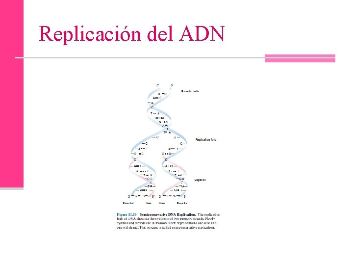 Replicación del ADN 