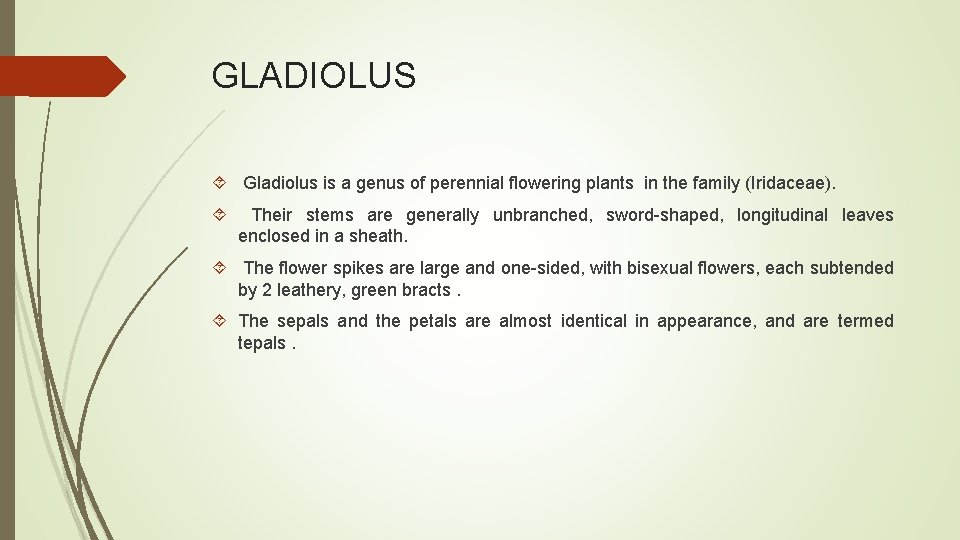 GLADIOLUS Gladiolus is a genus of perennial flowering plants in the family (Iridaceae). Their