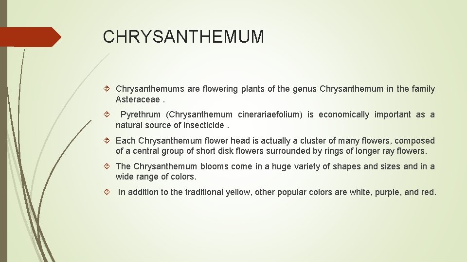 CHRYSANTHEMUM Chrysanthemums are flowering plants of the genus Chrysanthemum in the family Asteraceae. Pyrethrum