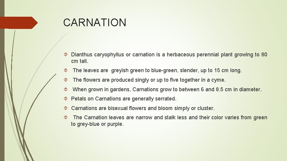 CARNATION Dianthus caryophyllus or carnation is a herbaceous perennial plant growing to 80 cm