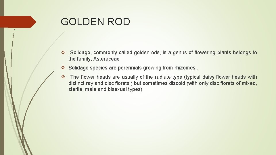 GOLDEN ROD Solidago, commonly called goldenrods, is a genus of flowering plants belongs to