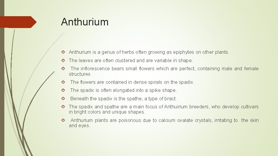 Anthurium is a genus of herbs often growing as epiphytes on other plants. The