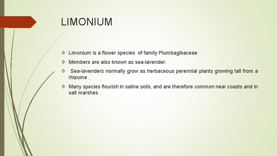 LIMONIUM Limonium is a flower species of family Plumbagibaceae Members are also known as