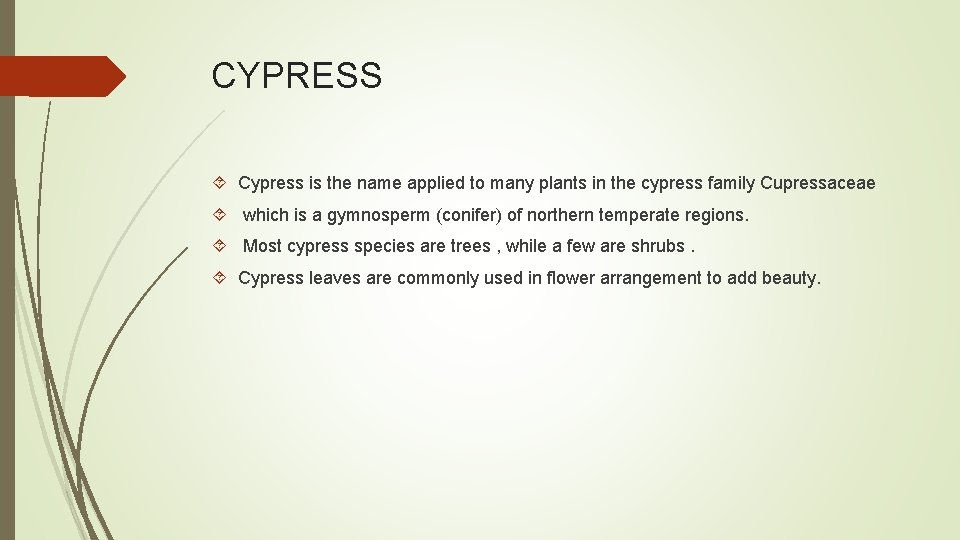 CYPRESS Cypress is the name applied to many plants in the cypress family Cupressaceae